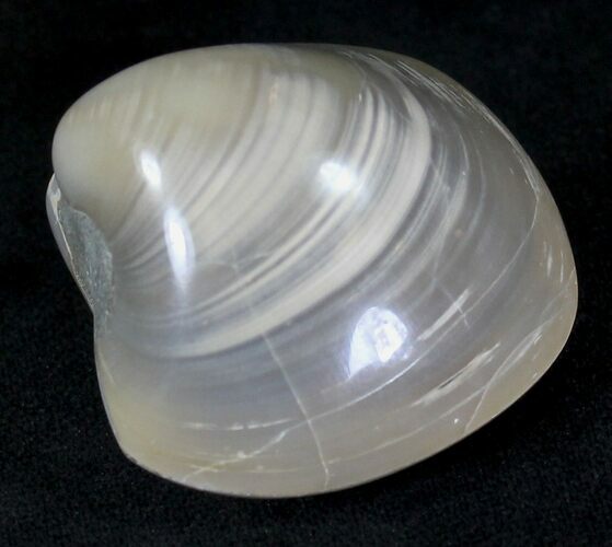 Polished Fossil Astarte Clam - Large Size #21079